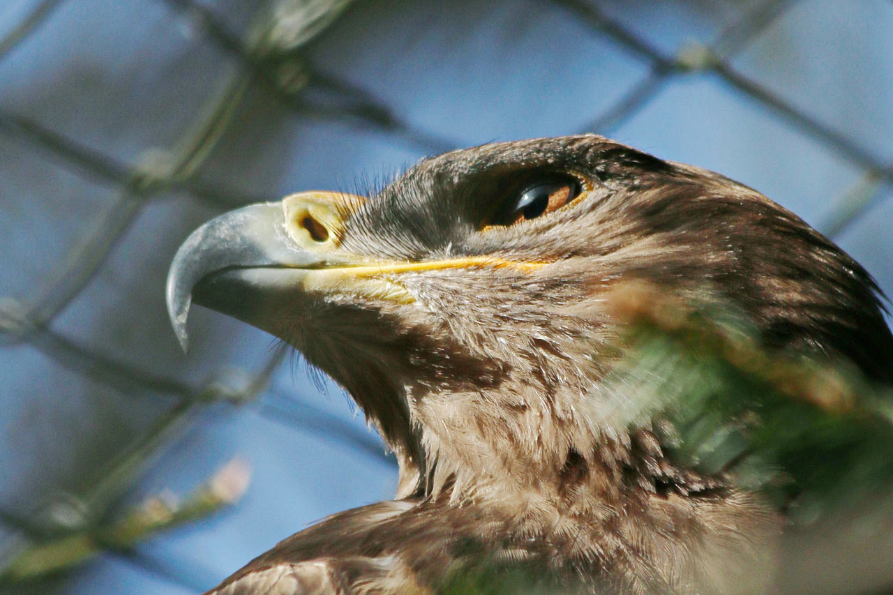 2014-04-07_Adler_rok_15 Adlerauge (Foto: Roland Kastner)