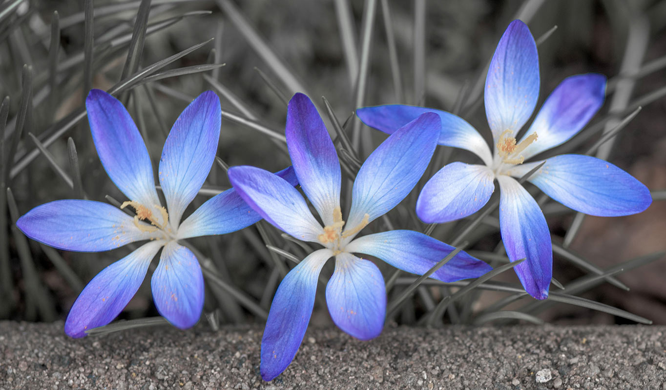 2014-04-09_blaue_Sterne_uz_16 Blaue Sterne (Foto: Ute Zohles)