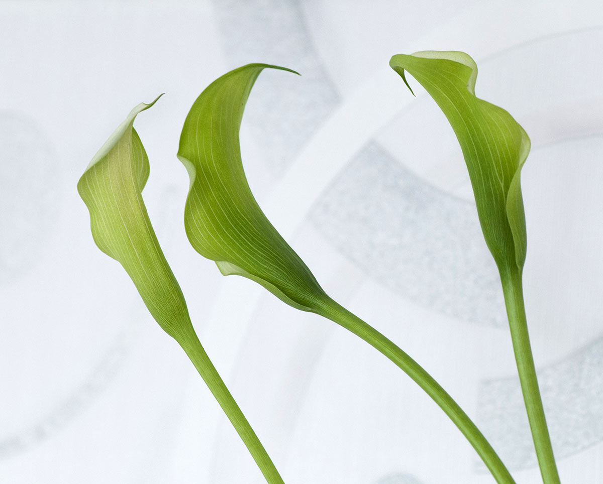 2014-04-10_Calla_uz_16 Calla (Foto: Ute Zohles)
