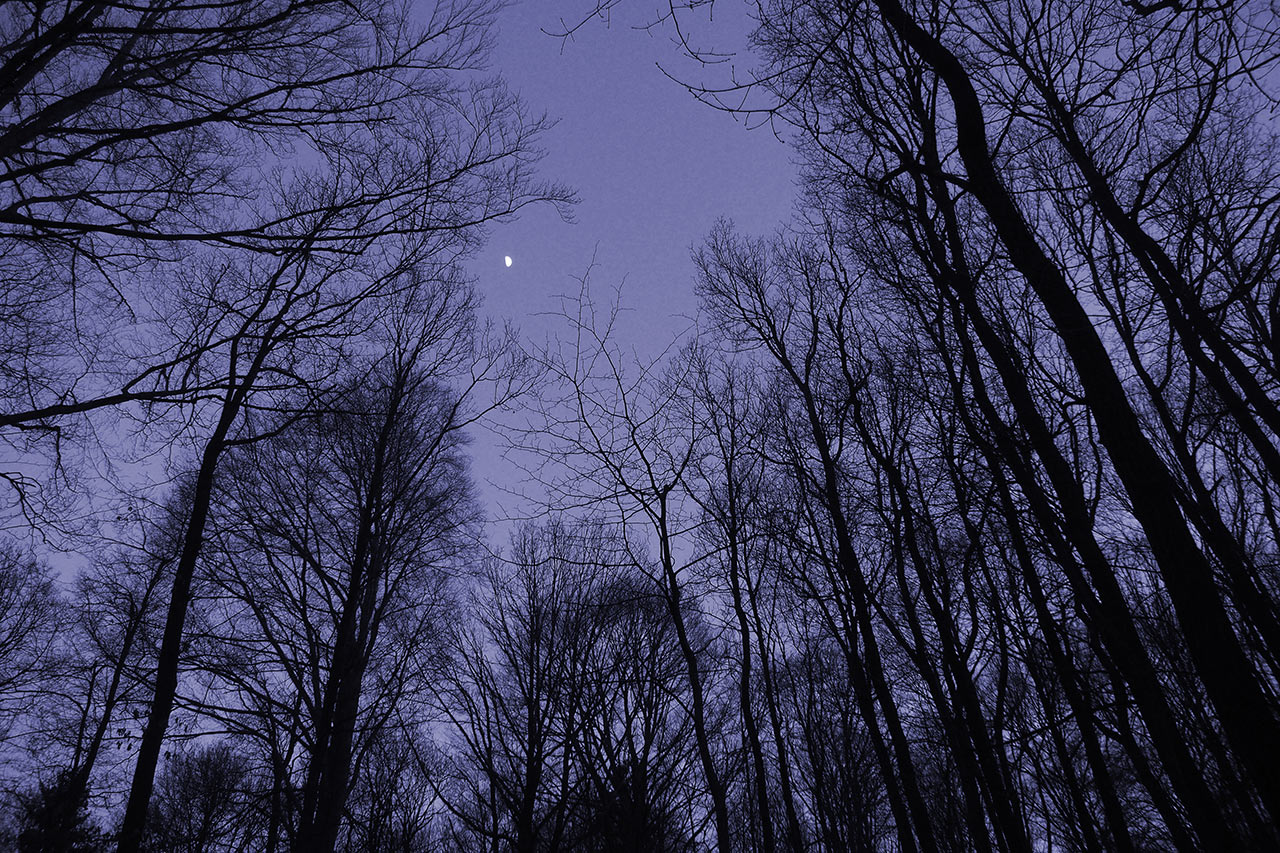 2014-04-27_mondwald_blauton_ak_14 Mondwald (Foto: Andreas Kuhrt)