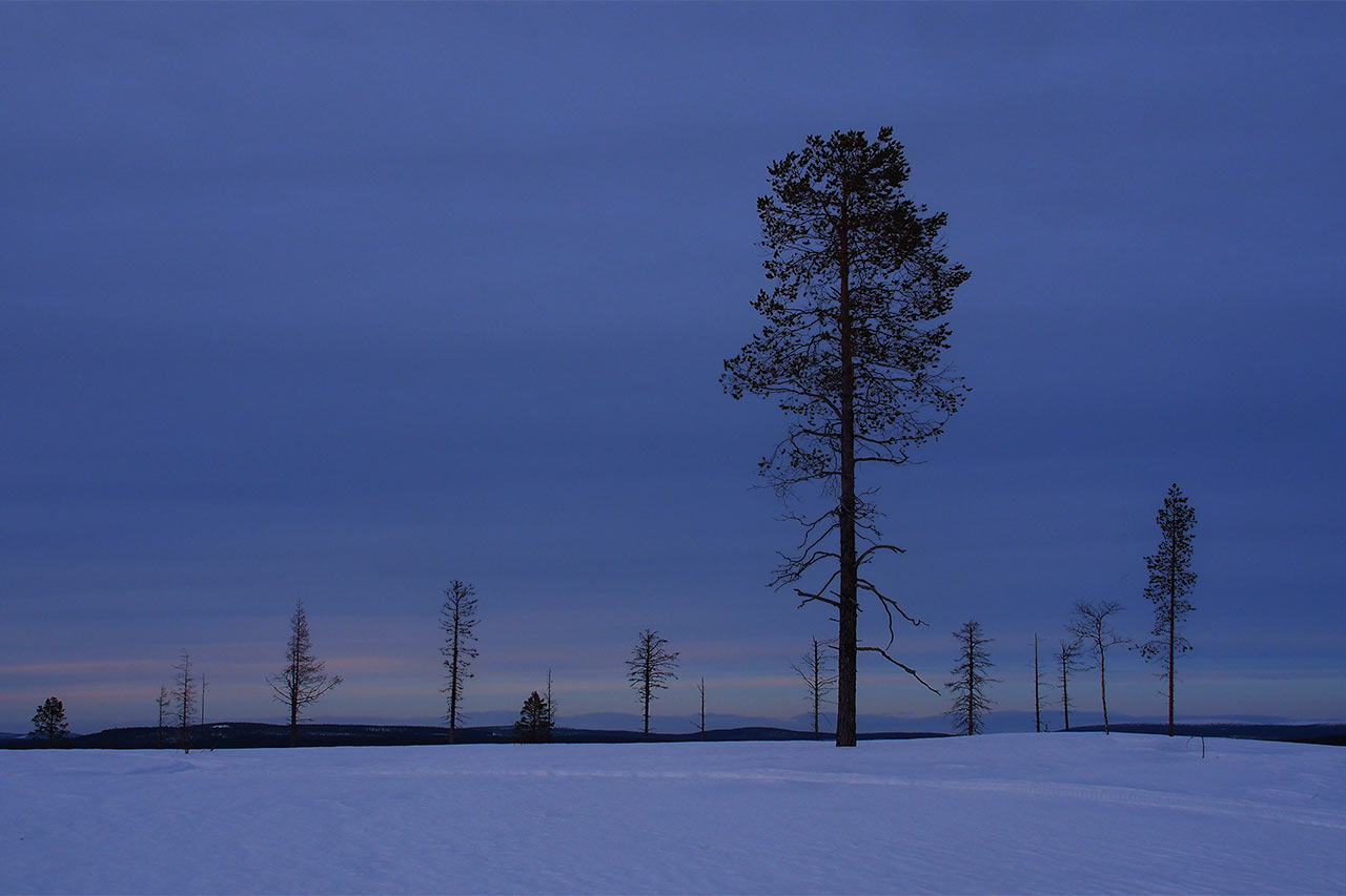 2014-04-41_tundra_lappland_ak_20_2 Tundra in Lappland (Foto: Andreas Kuhrt)