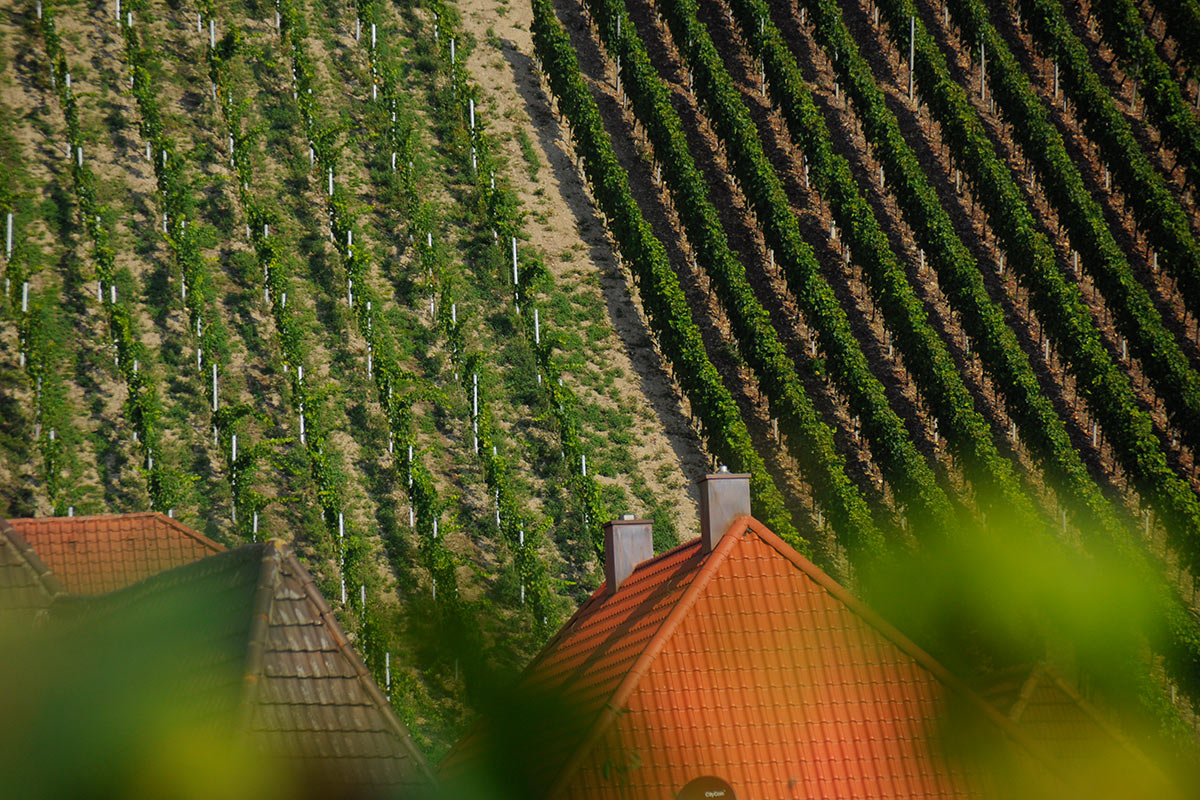 Sommer-Fotoclub bei PMS