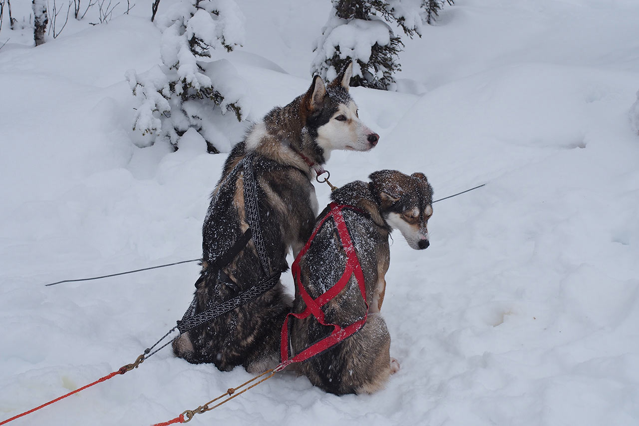 2014-04-zz04_2_EM038403_leihunde_mh_19_1 Serie: Hundeschlitten (Foto: Manuela Hahnebach)