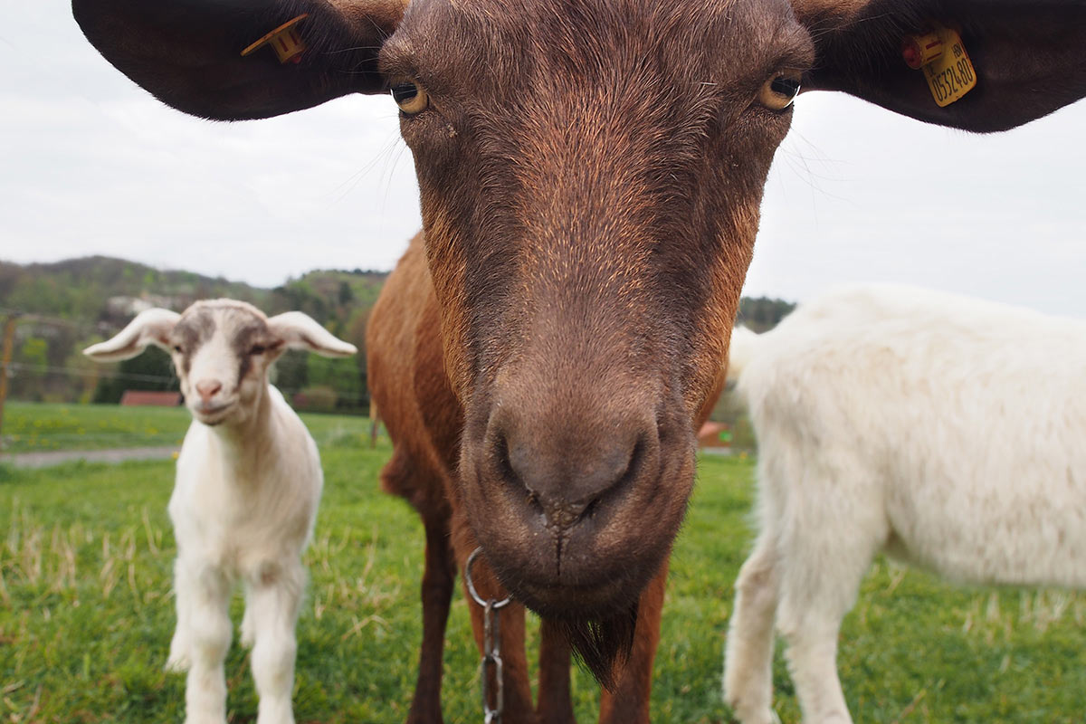 Auge in Auge (Foto: Manuela Hahnebach)