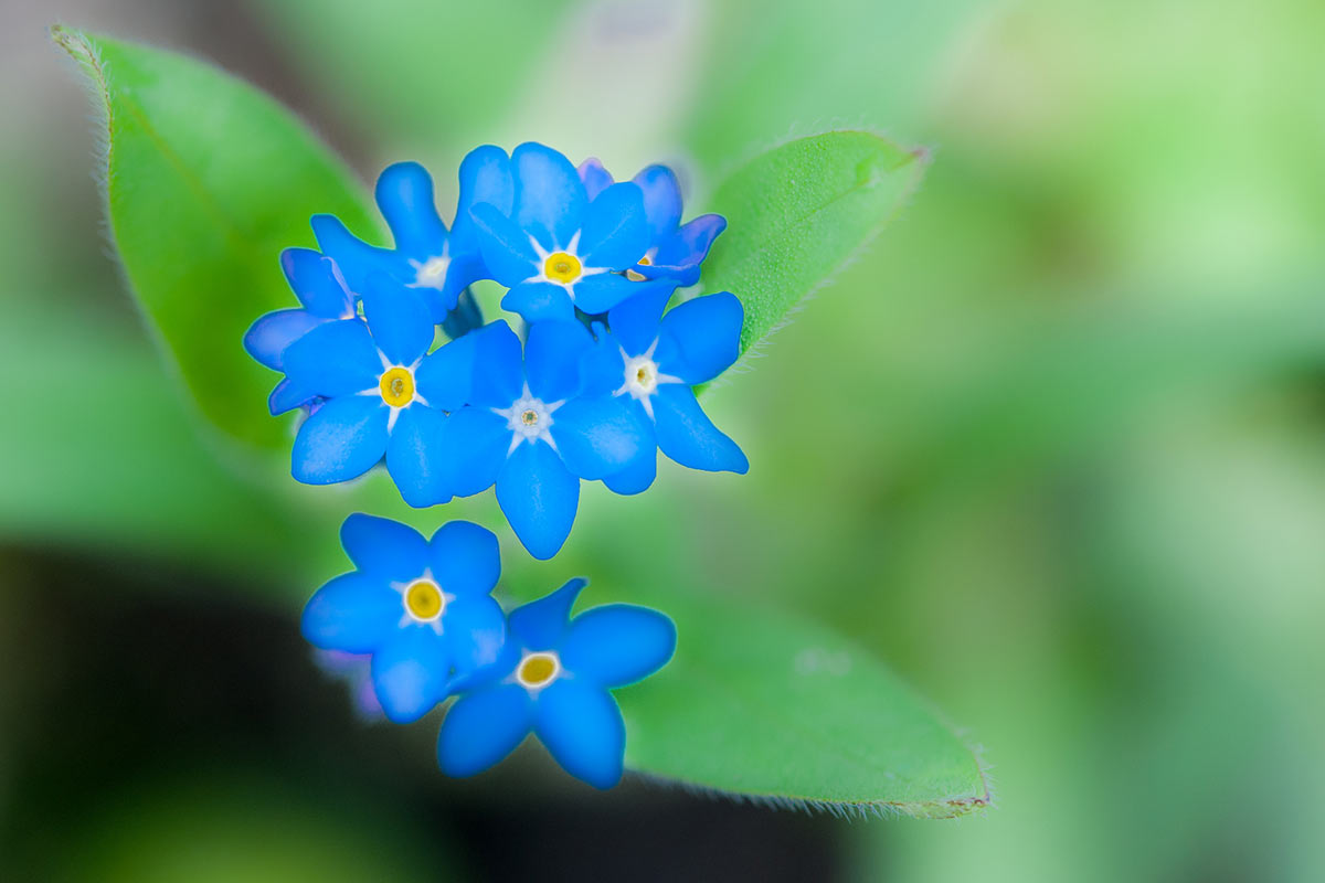Frühlingsgruß (Foto: Uli Pfeufer)