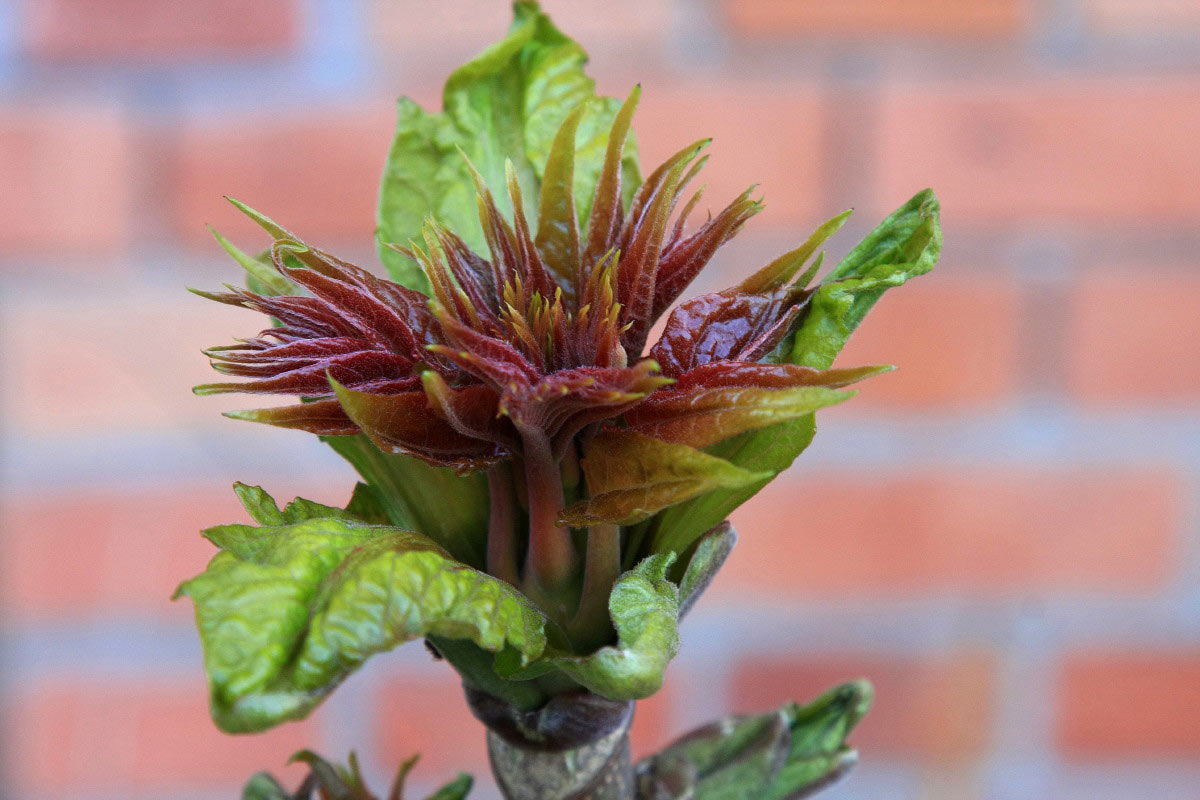 Trieb (Foto: Peter Maximilian Schmidt)