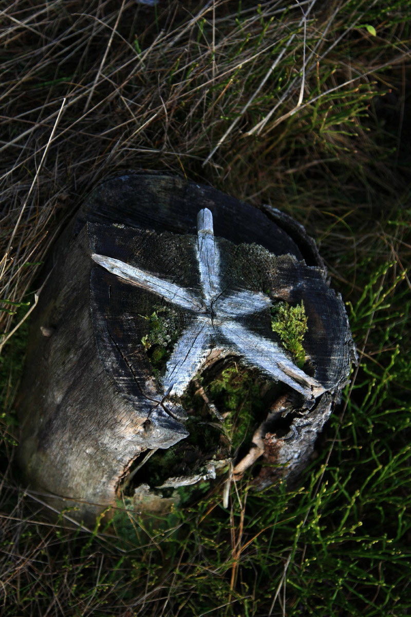 Baumstern (Foto: Peter Maximilian Schmidt)