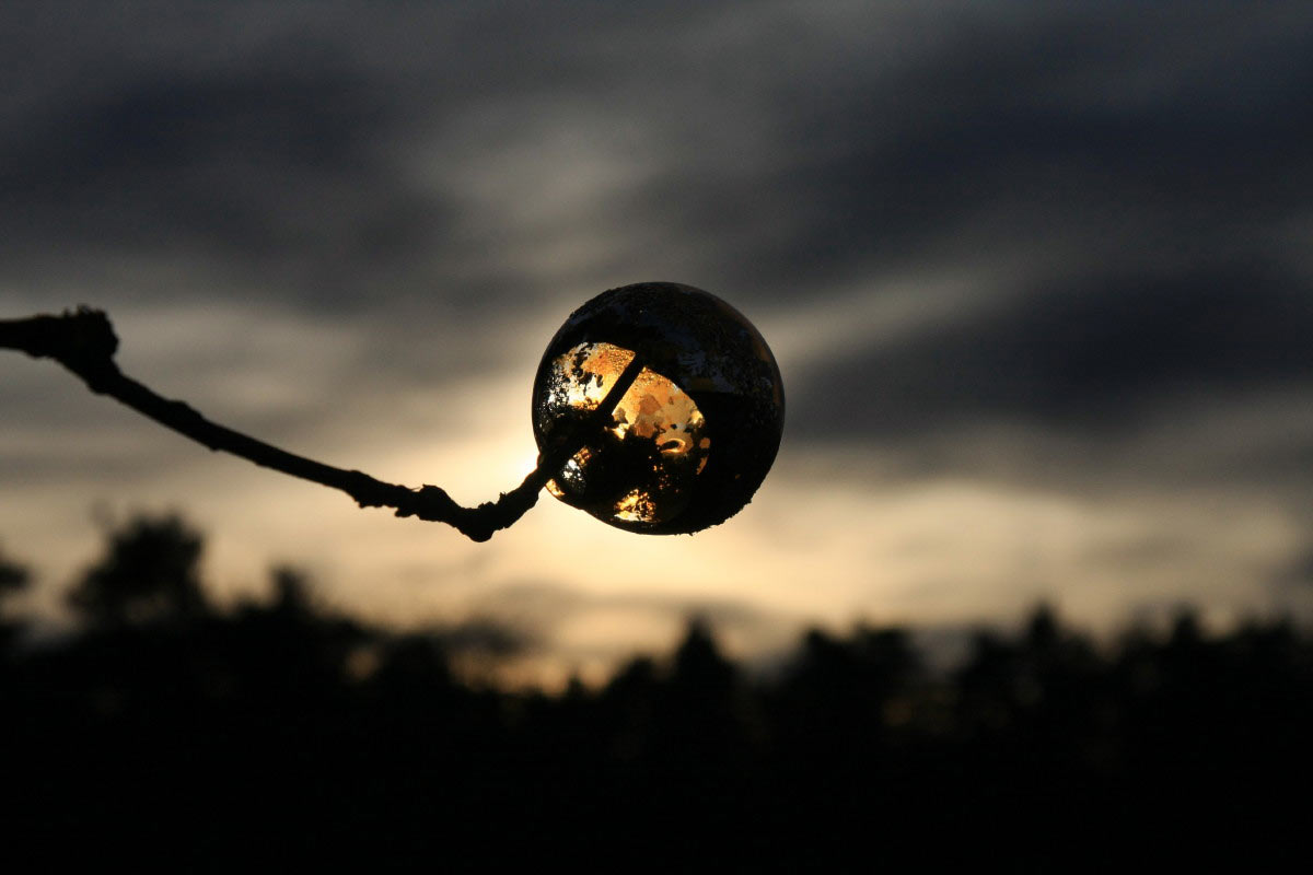 Merkwürdige Frucht (Foto: Peter Maximilian Schmidt)