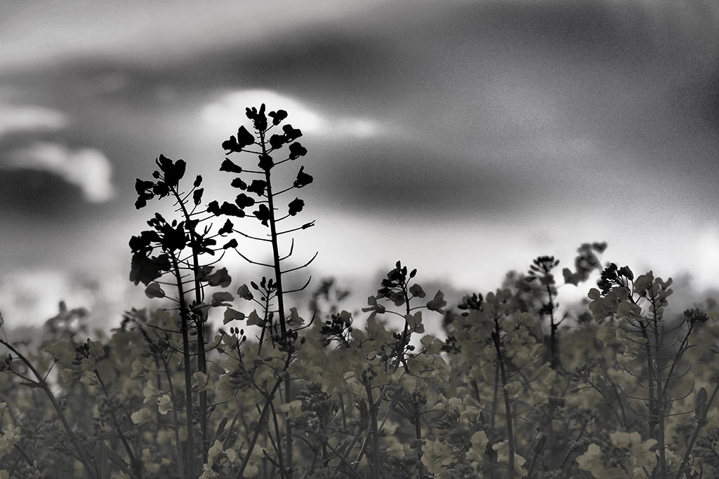 Raps (Foto: Andreas Kuhrt)