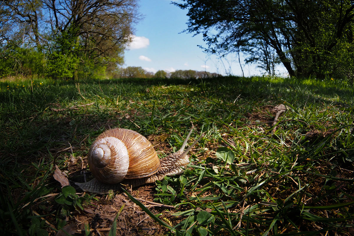 Schneckenweg (Foto: Manuela Hahnebach)