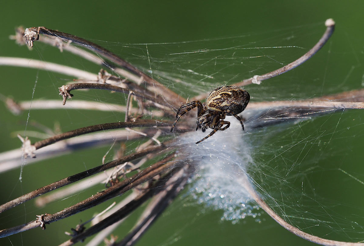 Spinne am Morgen (Foto: Manuela Hahnebach)