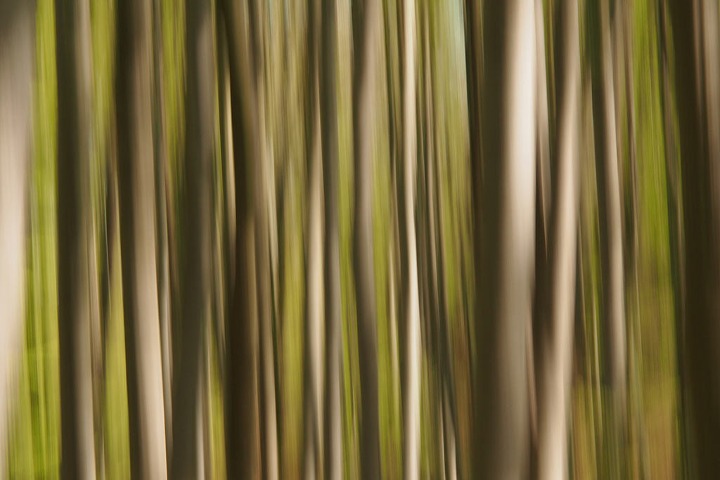 Wischwald (Foto: Andreas Kuhrt)