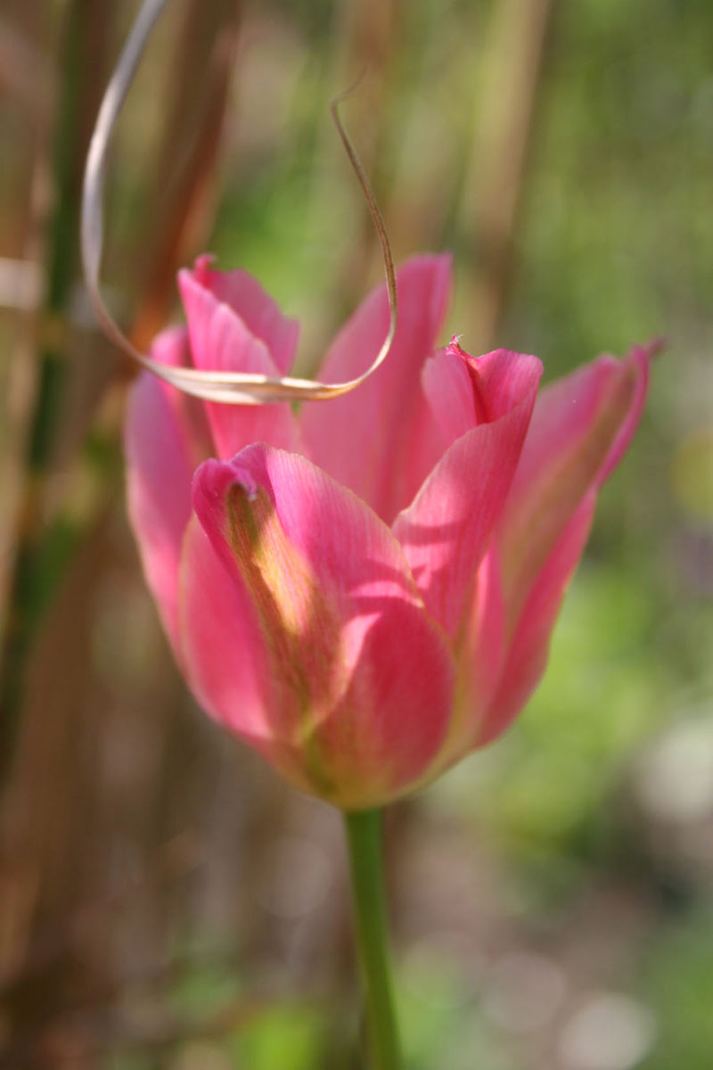 Zarte Schöne (Foto: Carolin Fritz)