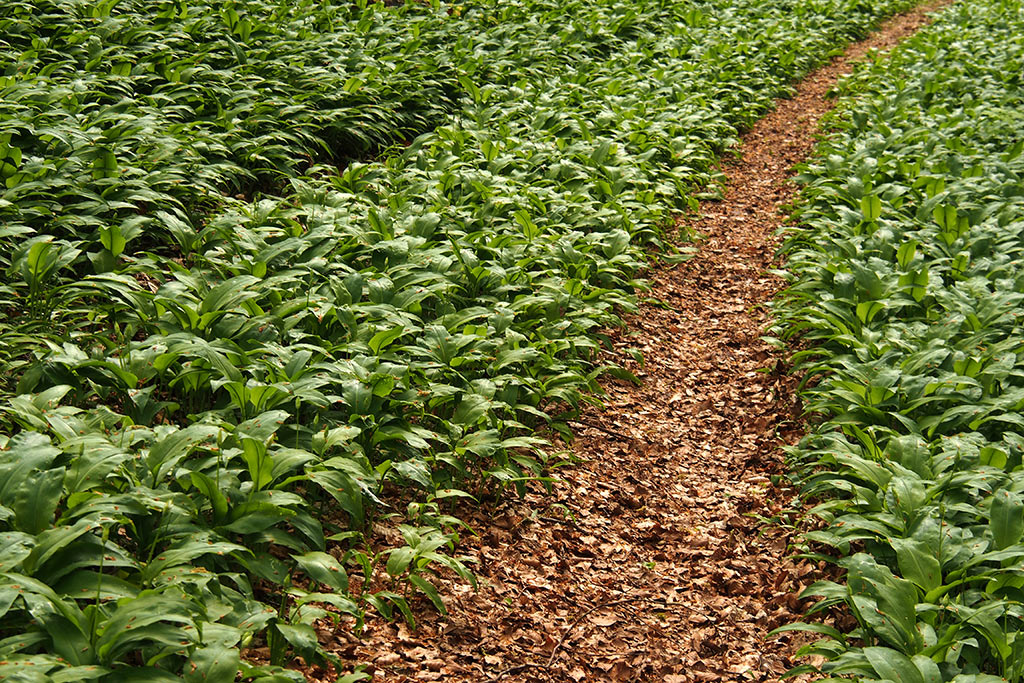 2014-06-02_baerig_P0021121_ak_15 Bärig (Foto: Andreas Kuhrt)