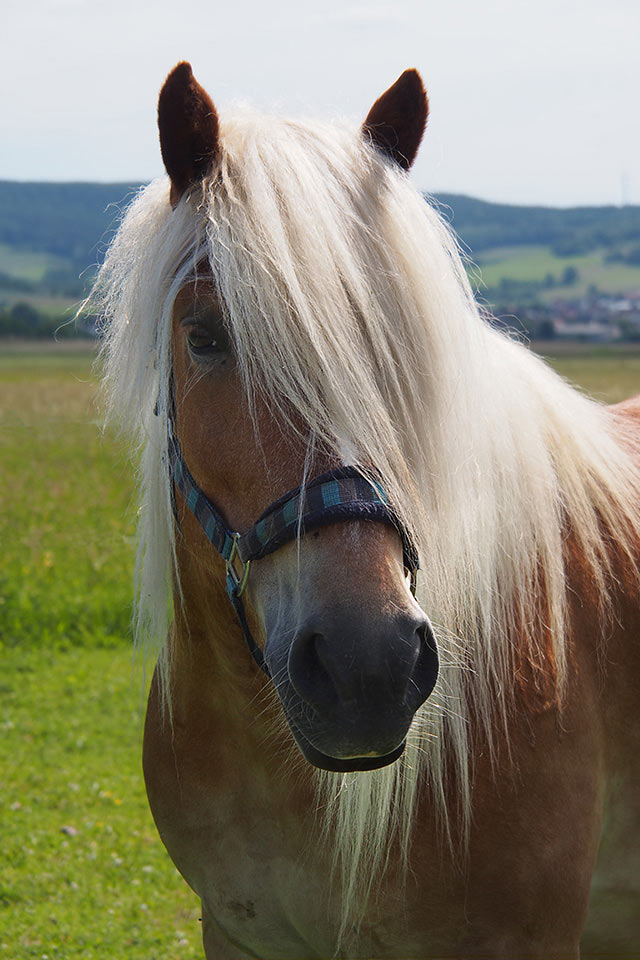 2014-06-05_blondy_mh_16 Blondy (Foto: Manuela Hahnebach)