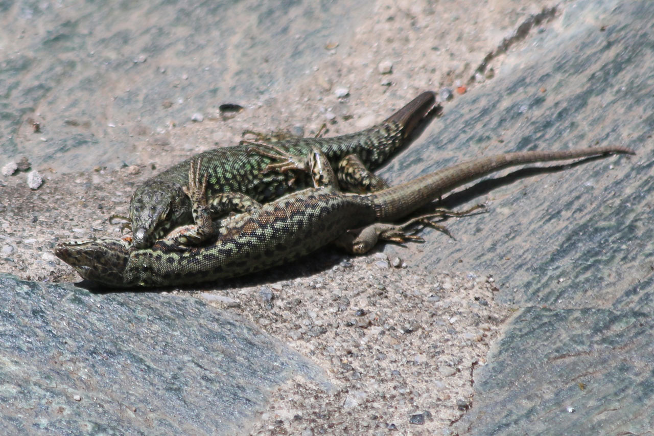 2014-06-10_Feindschaft_rok_14 Feindschaft (Foto: Roland Kastner)
