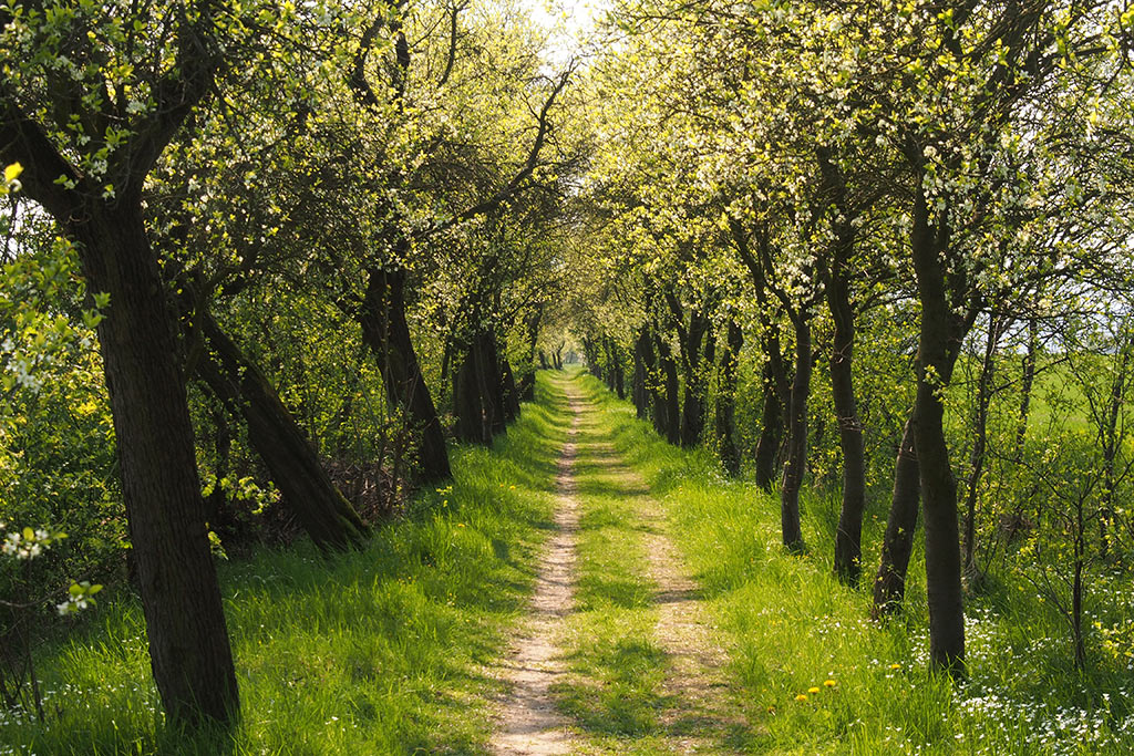 2014-06-21_kleine_kirschallee_P0021018_ak_15 Kleine Kirschallee (Foto: Andreas Kuhrt)