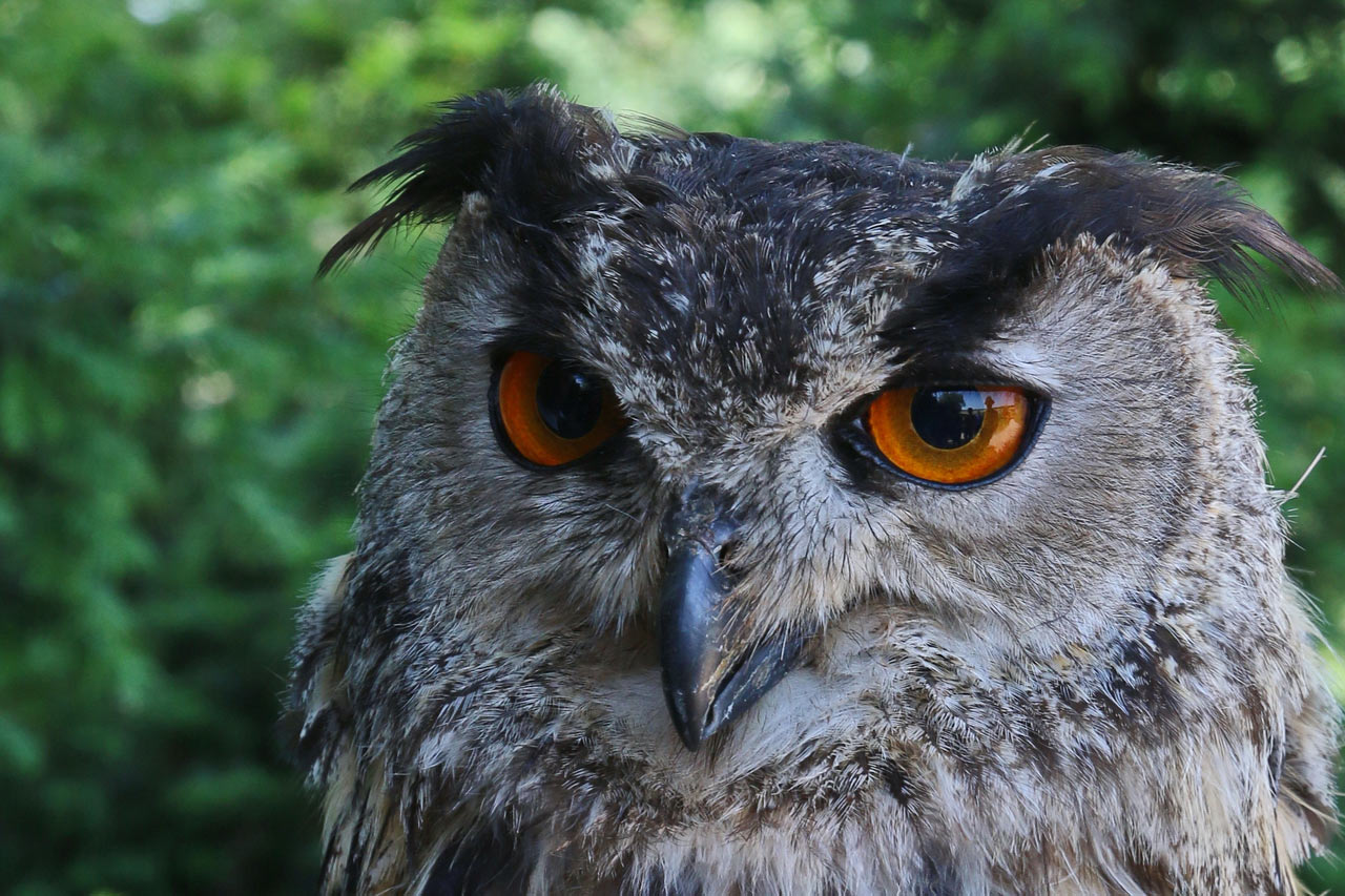 2014-06-29_scharfer_Blick_rok_17 Scharfer Blick (Foto: Roland Kastner)