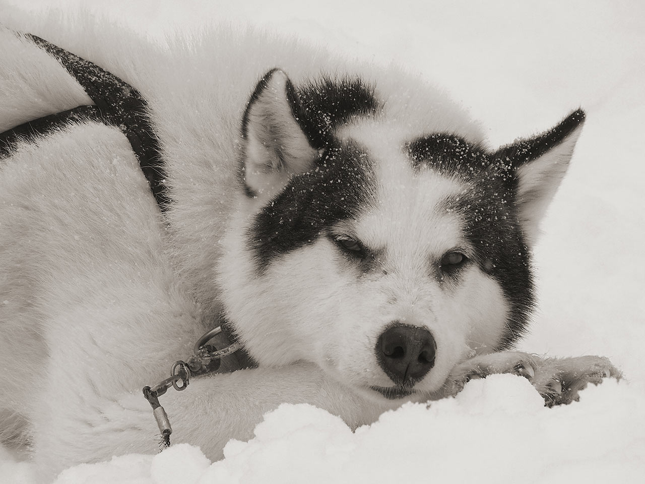 2014-06-30_schlittenhund_P0019338_ak_17 Schlittenhund (Foto: Andreas Kuhrt)