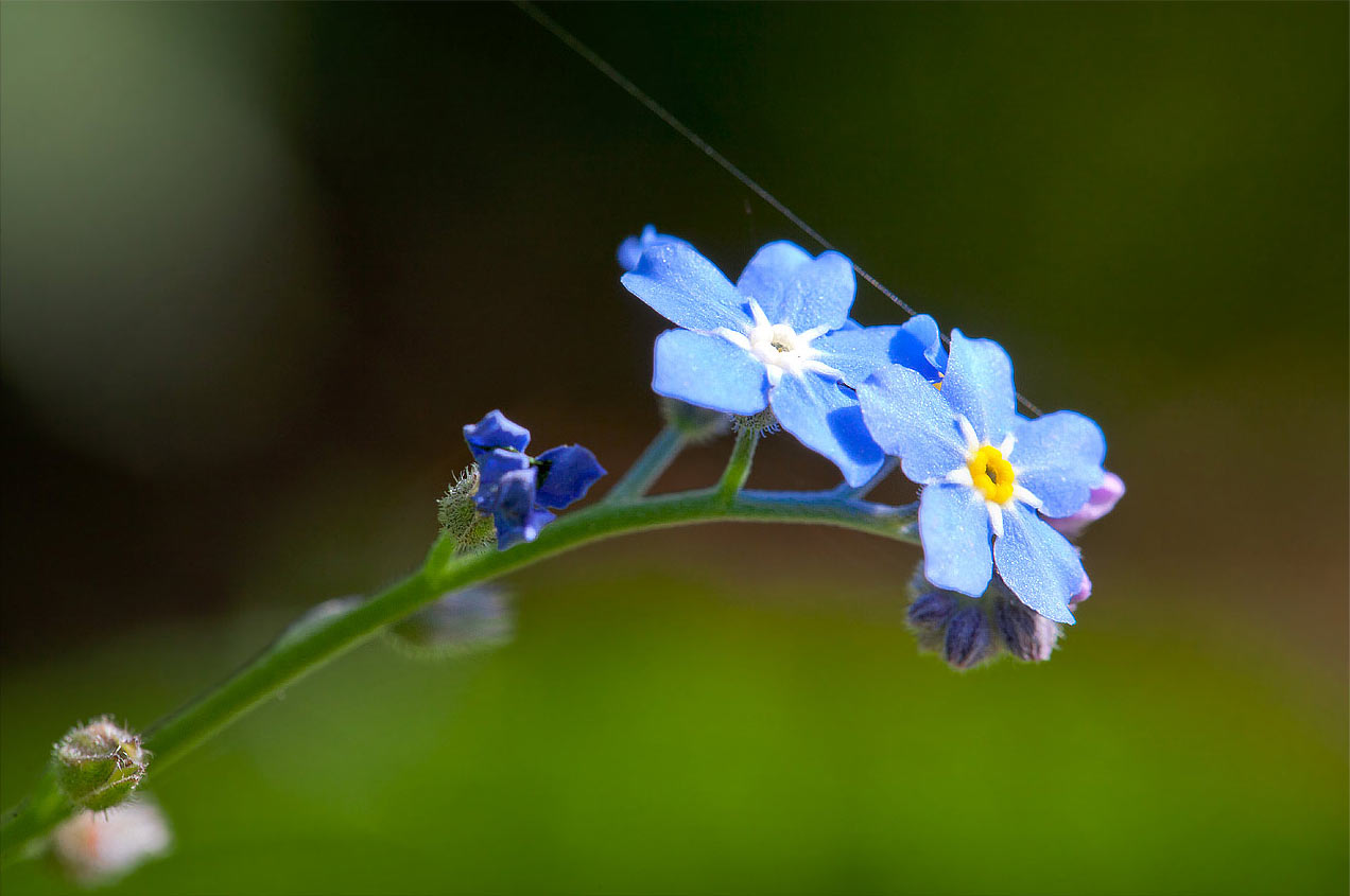2014-06-31_Vergissmeinnicht_fh_16 Vergissmeinicht (Foto: Frank Hausdörfer)