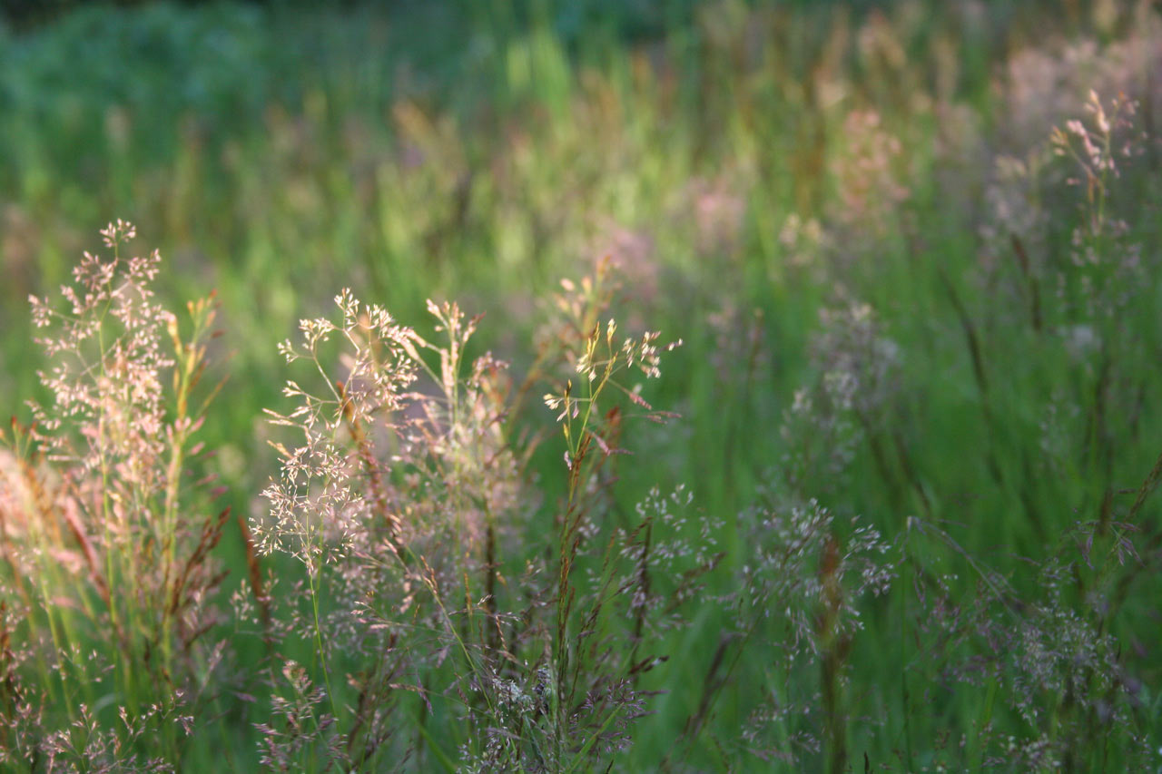 2014-07-Licht_im_Gras_cf_09 Licht im Gras (Foto: Carolin Fritz)