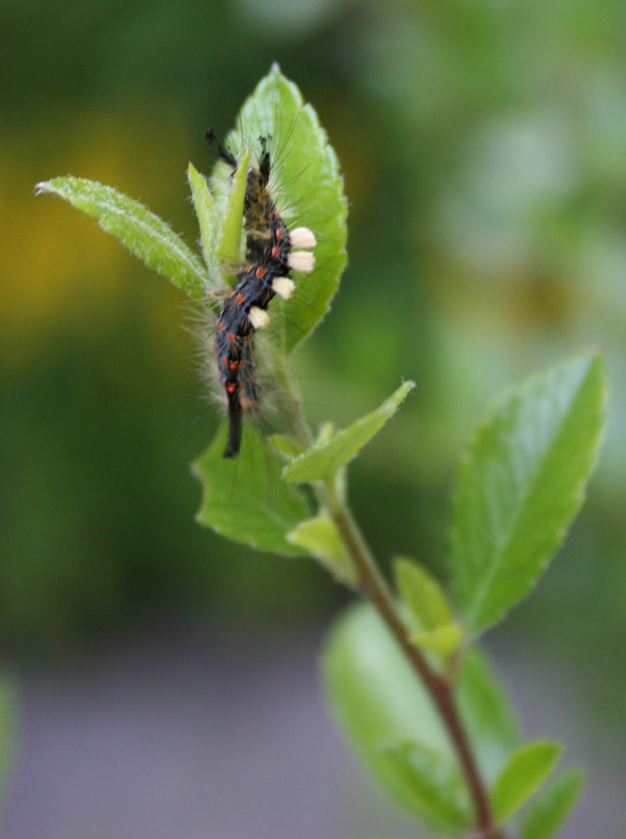 2014-07-Schlehenspinner_cf_11 Schlehenspinner (Foto: Carolin Fritz)