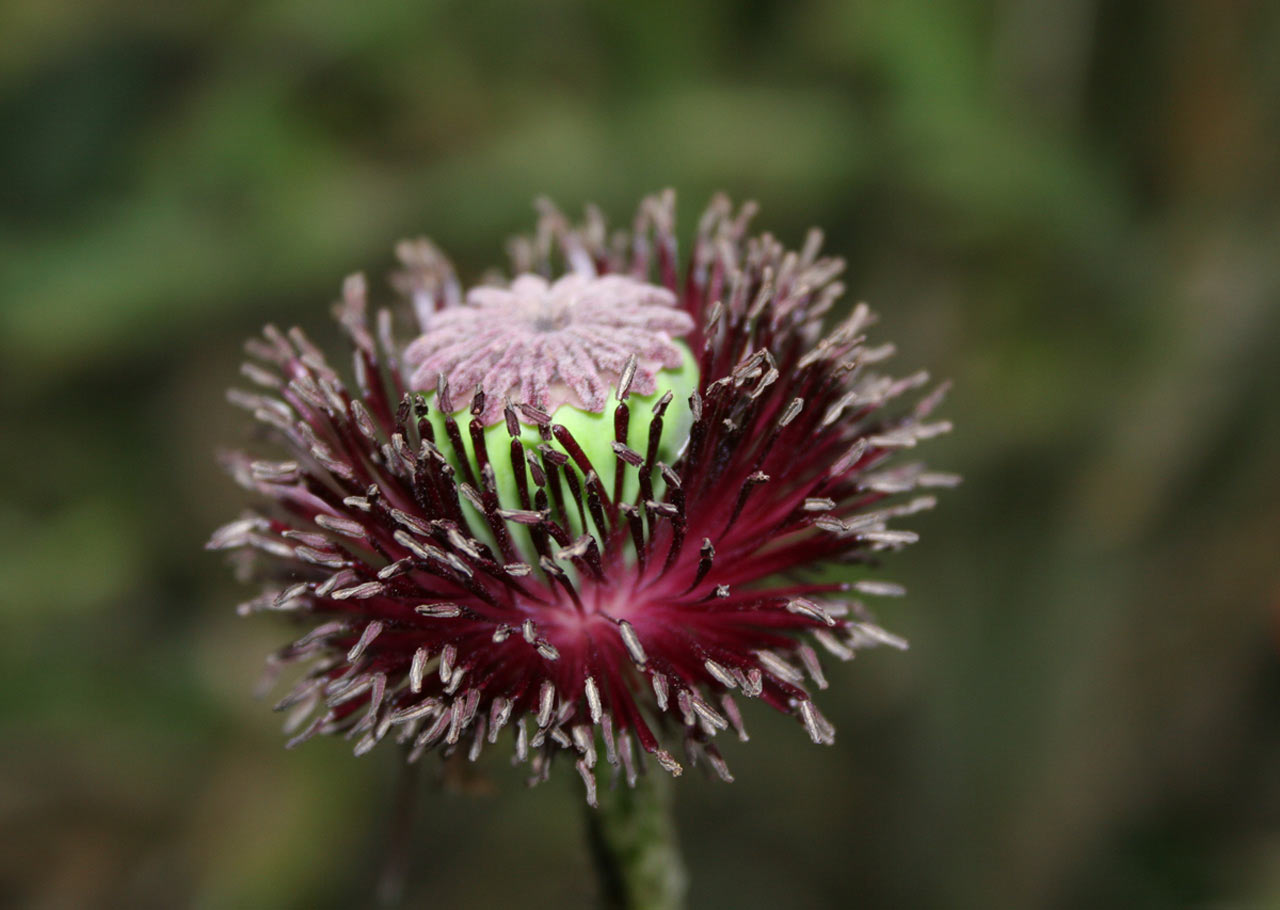 2014-07-Schoenheit_cf_12 Schönheit (Foto: Carolin Fritz)