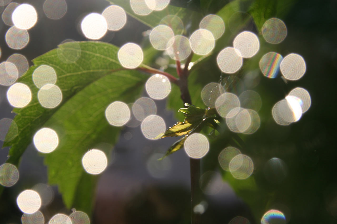 2014-07-Sonne_und_Regen_cf_21_3 Sonne & Regen (Foto: Carolin Fritz)