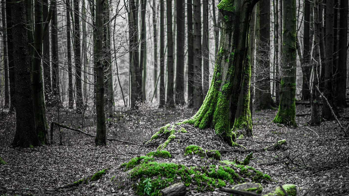 2014-07-bemoost_upf_13 Bemoost (Foto: Uli Pfeufer)