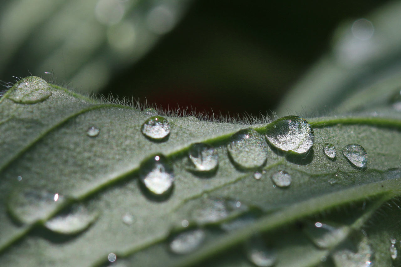 2014-07-in_der_Abendsonne_rok_18 In der Abendsonne (Foto: Roland Kastner)