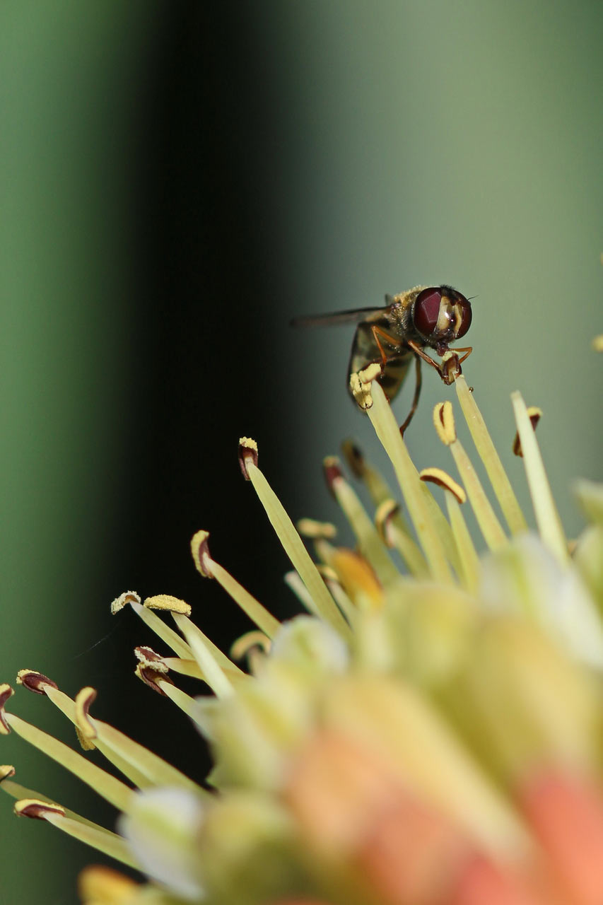 2014-07-lecker_Bluete_rok_18 Lecker Blüte (Foto: Roland Kastner)