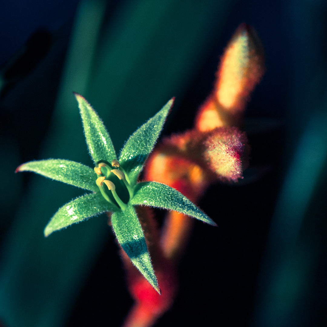 2014-07-mauerbluemchen_upf_15 Mauerblümchen (Foto: Uli Pfeufer)
