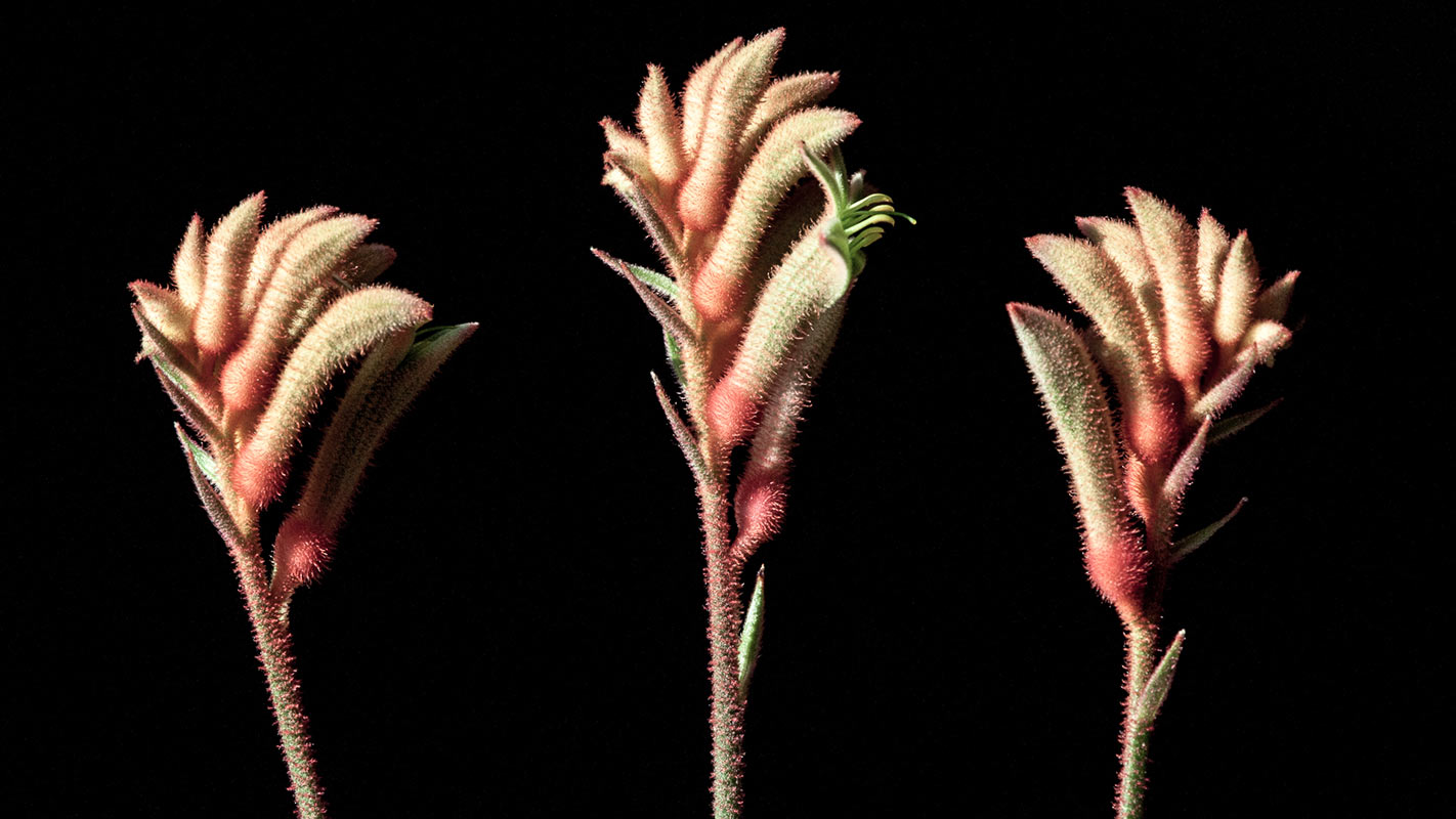 2014-07-schonwiederdreigrazien_upf_16 Drei Grazien (Foto: Uli Pfeufer)