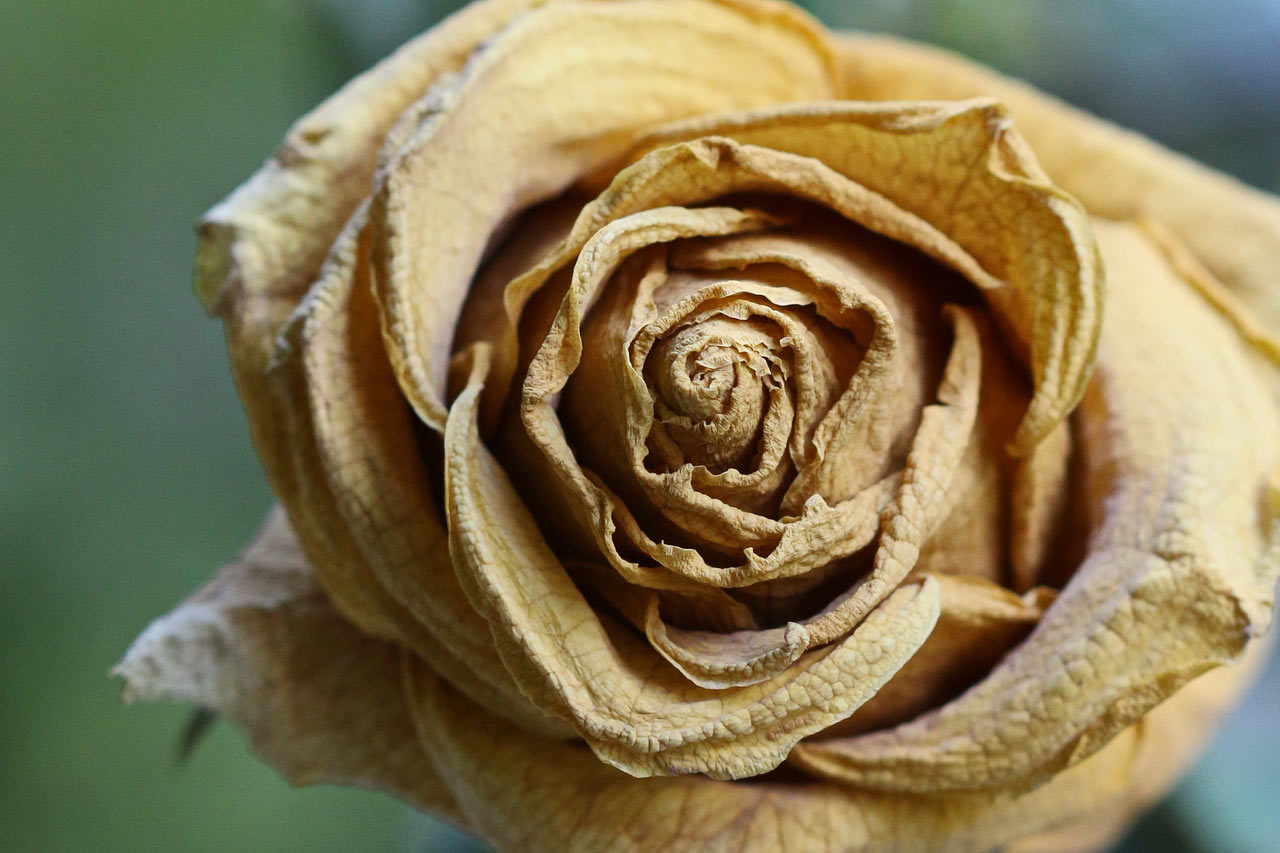 2014-07-verblueht_rok_14 Verblüht (Foto: Roland Kastner)