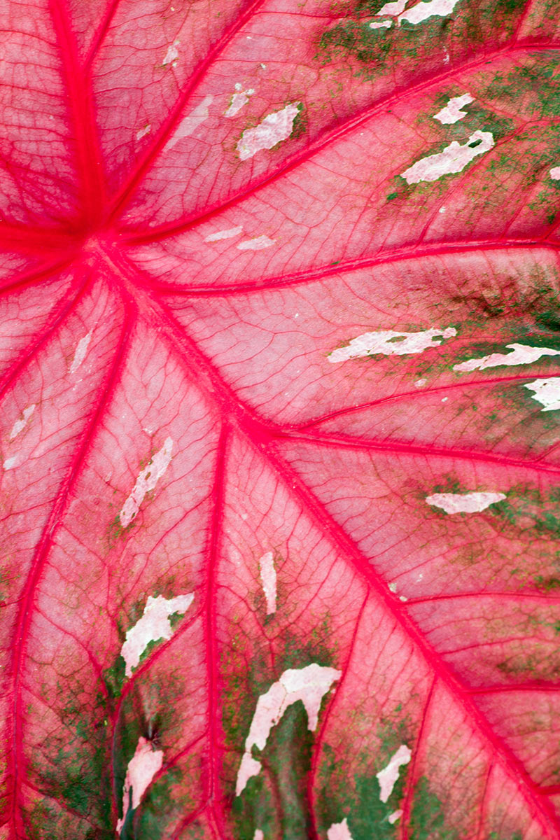 Rotes Blatt (Foto: Ute Zohles)