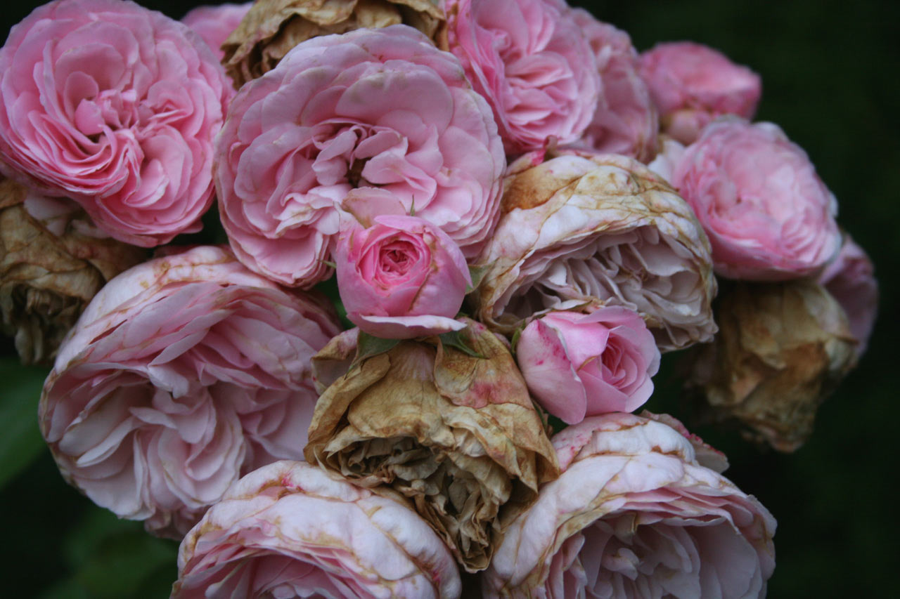 Blühen & Welken (Foto: Carolin Fritz)