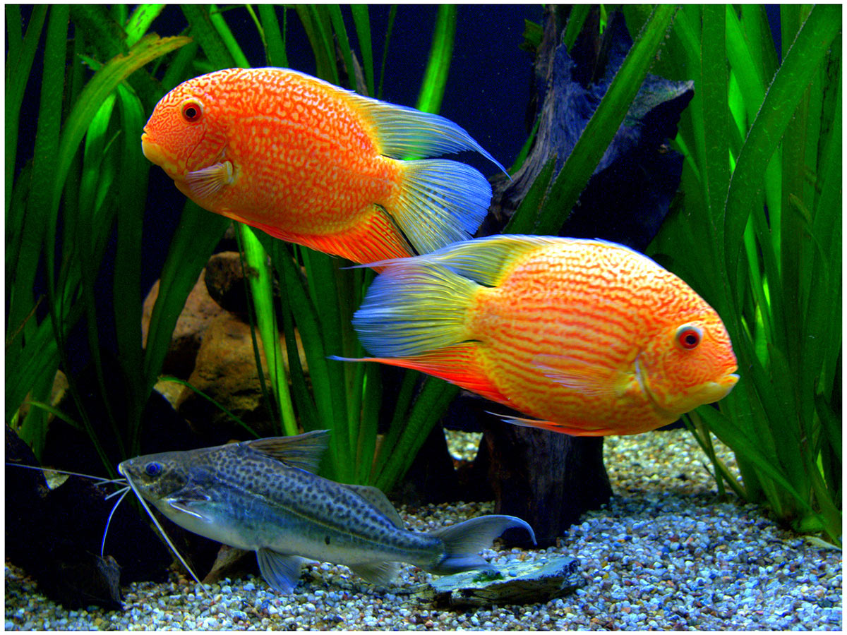 Das Trio (Foto: Karl-Heinz Richter)