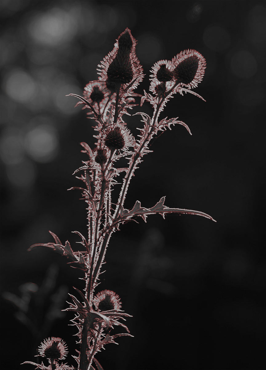 Distel (Foto: Karl-Heinz Richter)