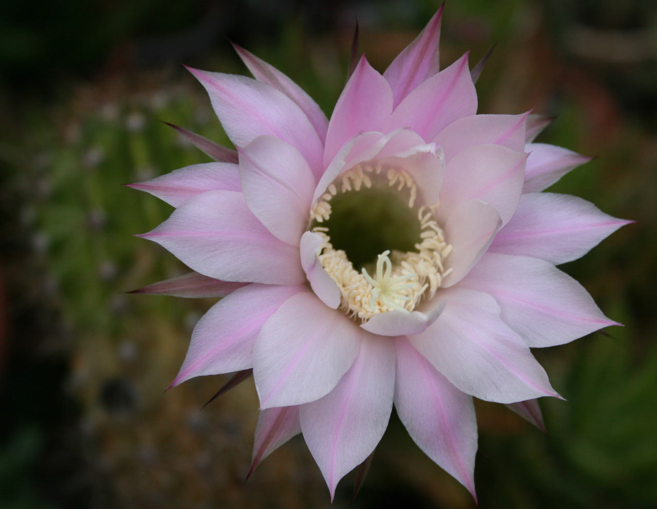 Eintagsblüte (Foto: Carolin Fritz)