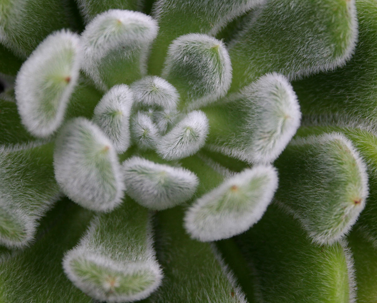 Haarig (Foto: Carolin Fritz)