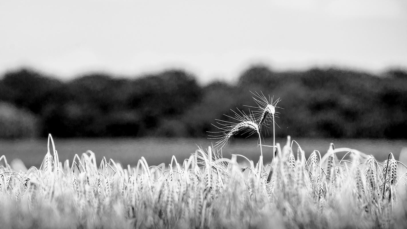 Herausragend (Foto: Uli Pfeufer)