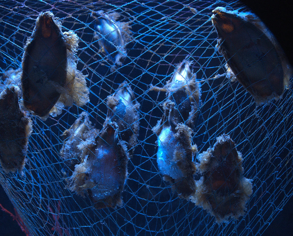 Muscheln im Netz (Foto: Karl-Heinz Richter)