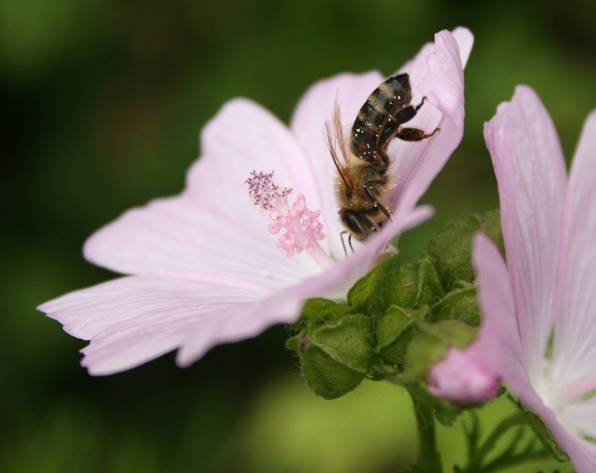 Pollen (Foto: Carolin Fritz)