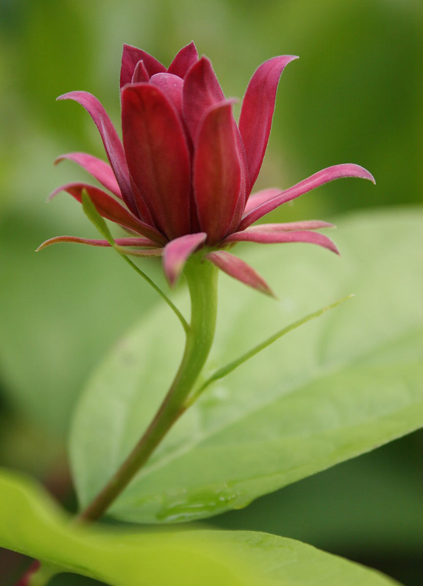 Tänzerin (Foto: Carolin Fritz)