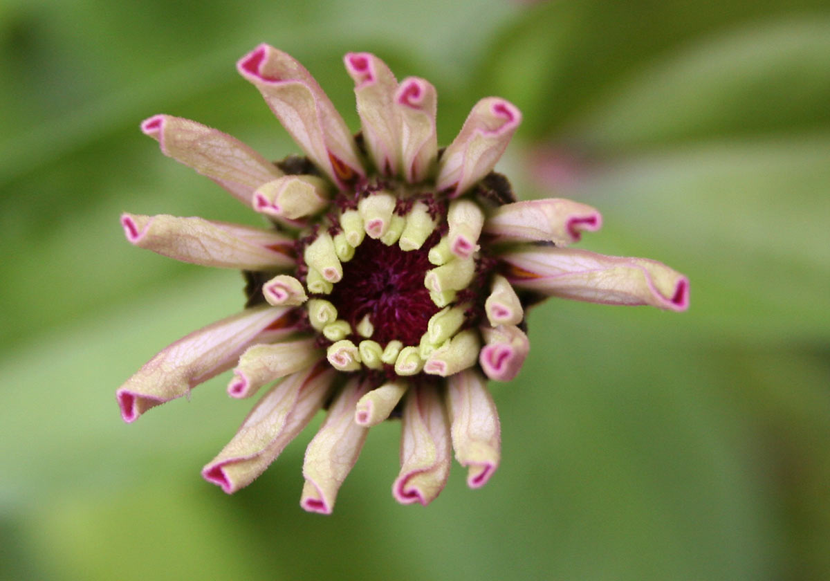 Zinnie (Foto: Carolin Fritz)