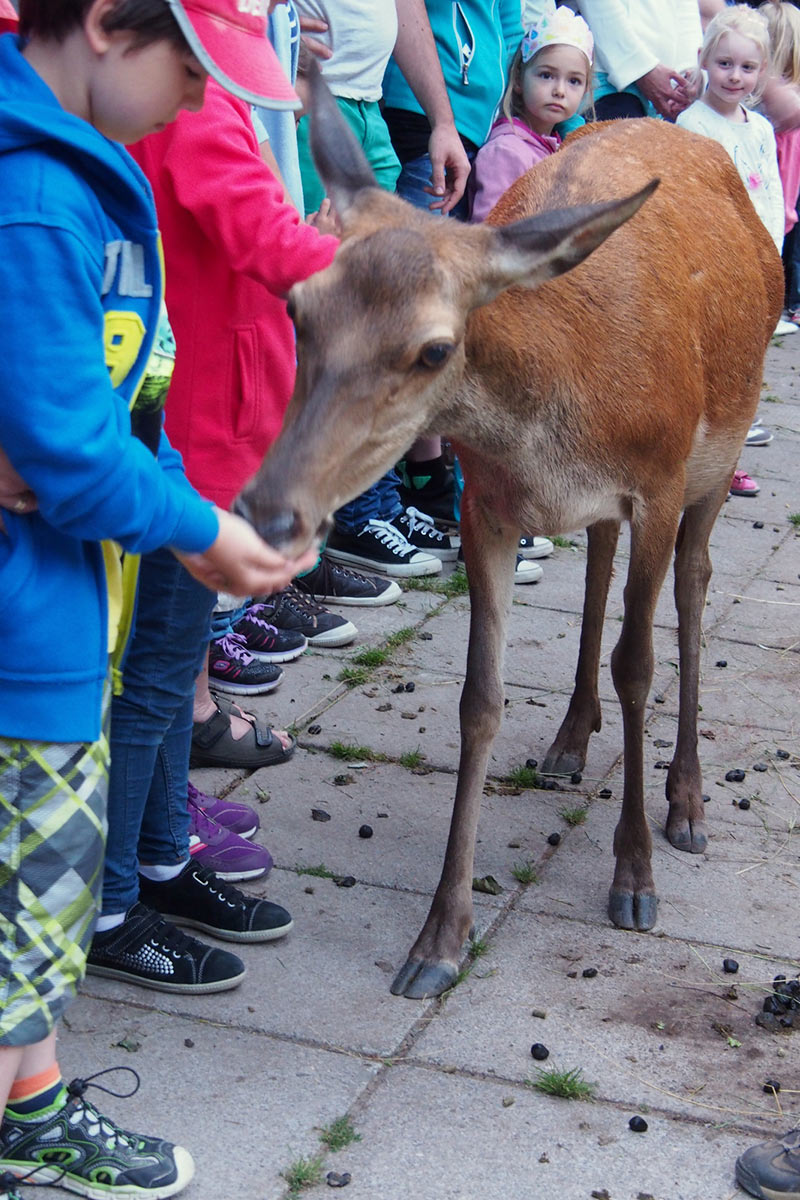Serie: Fütterung im Tierpark (Foto: Karl-Heinz Richter)