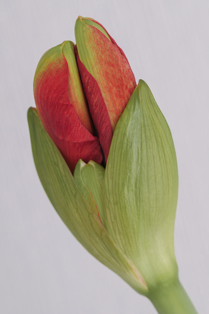 Serie: Amarylis (Foto: Ute Zohles)