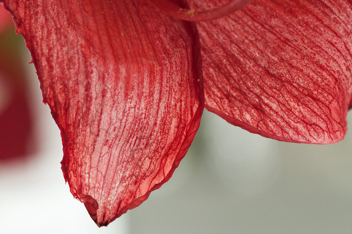 Serie: Blütenblätter (Foto: Ute Zohles)