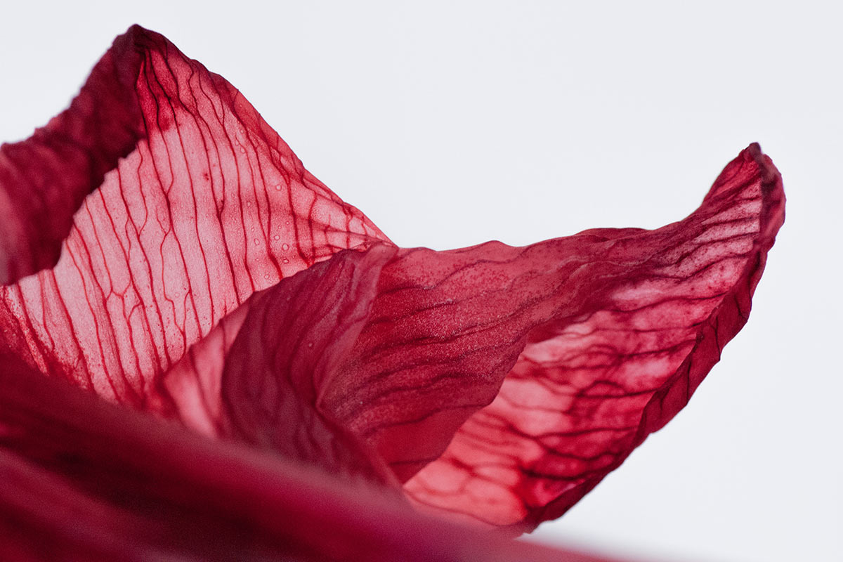 Serie: Blütenblätter (Foto: Ute Zohles)