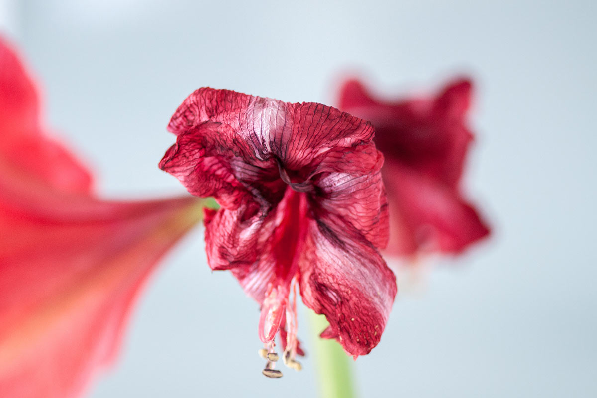 Serie: Blütenblätter (Foto: Ute Zohles)